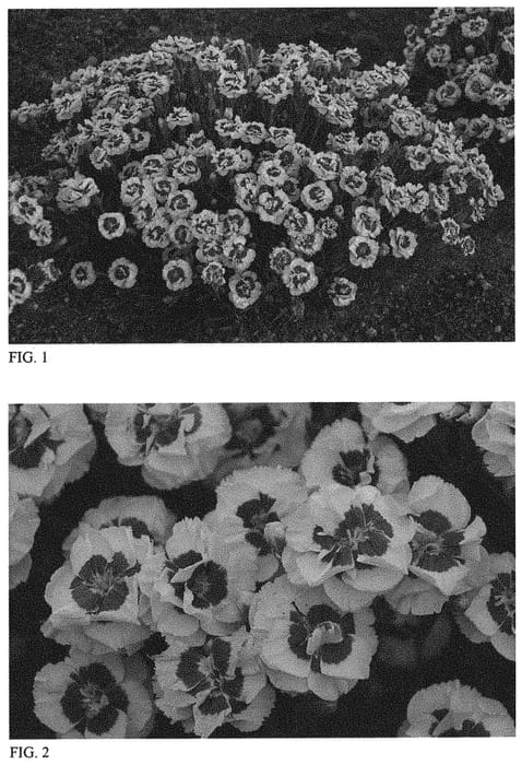 Figure 1 of US plant patent PP32227, the photograph of Kiss and Tell printed in the patent.