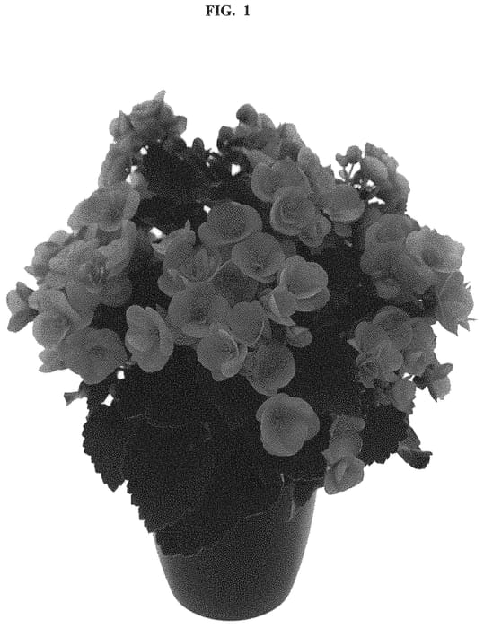 Figure 1 of US plant patent PP32228, the photograph of KRSWESA01 printed in the patent.
