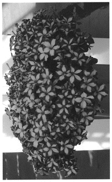 Figure 1 of US plant patent PP32229, the photograph of Dopetsurmona printed in the patent.