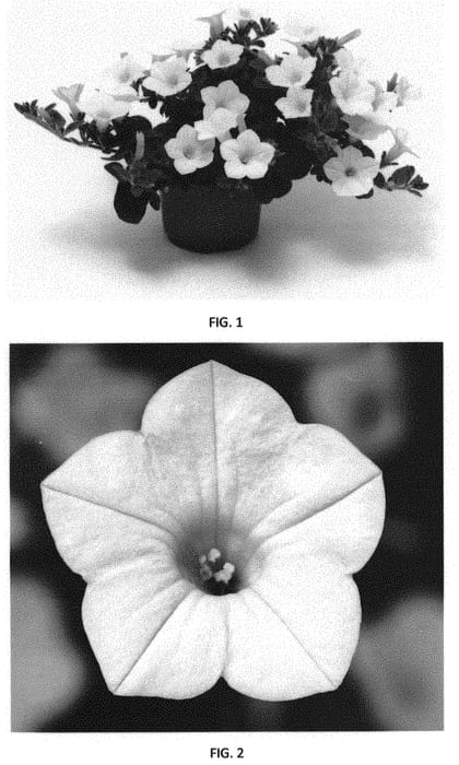 Figure 1 of US plant patent PP32230, the photograph of PEHY0040 printed in the patent.