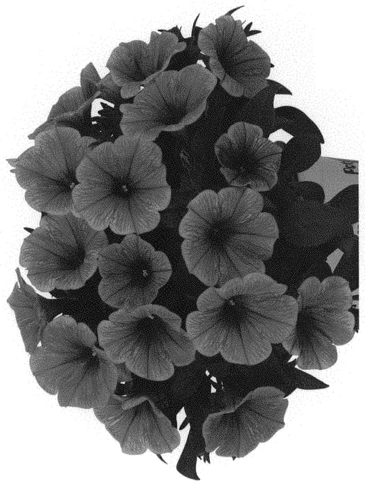 Figure 1 of US plant patent PP32231, the photograph of Dopetpotucora printed in the patent.