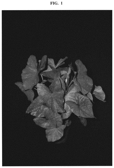 Figure 1 of US plant patent PP32232, the photograph of RFL BRZ OF13-1082 printed in the patent.