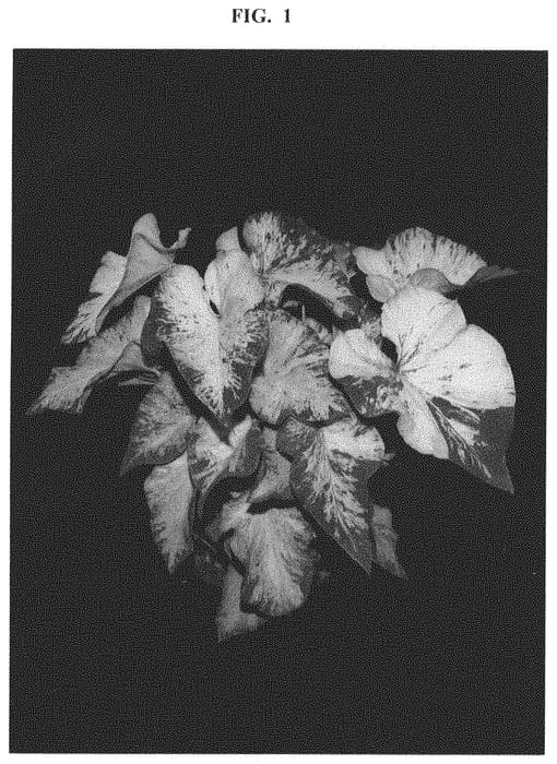 Figure 1 of US plant patent PP32233, the photograph of ICE 2319-293 printed in the patent.