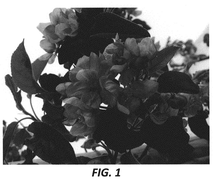 Figure 1 of US plant patent PP32234, the photograph of Y103 printed in the patent.