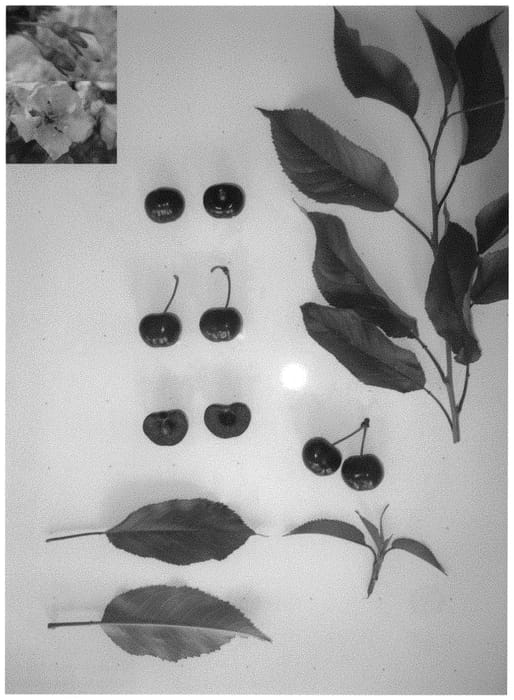Figure 1 of US plant patent PP32235, the photograph of Jonred I printed in the patent.
