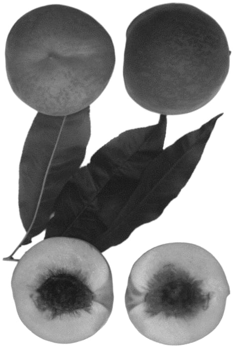 Figure 1 of US plant patent PP32236, the photograph of Zee Pch-1 printed in the patent.