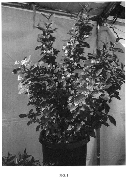 Figure 1 of US plant patent PP32237, the photograph of TMWG16-02 printed in the patent.
