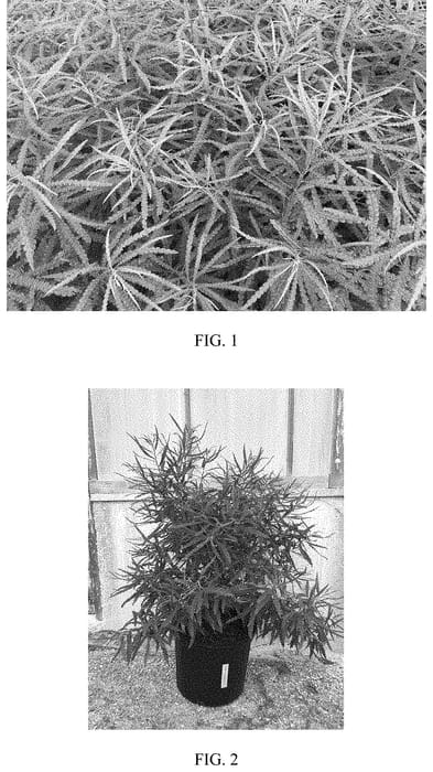 Figure 1 of US plant patent PP32238, the photograph of Blue Sea printed in the patent.