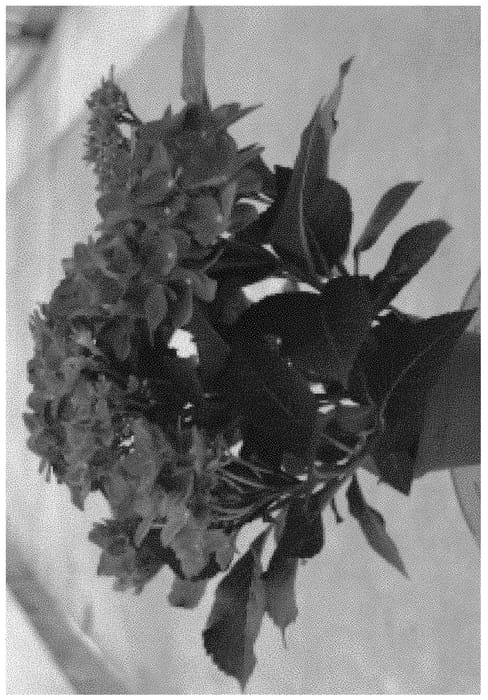 Figure 1 of US plant patent PP32239, the photograph of H218912 printed in the patent.