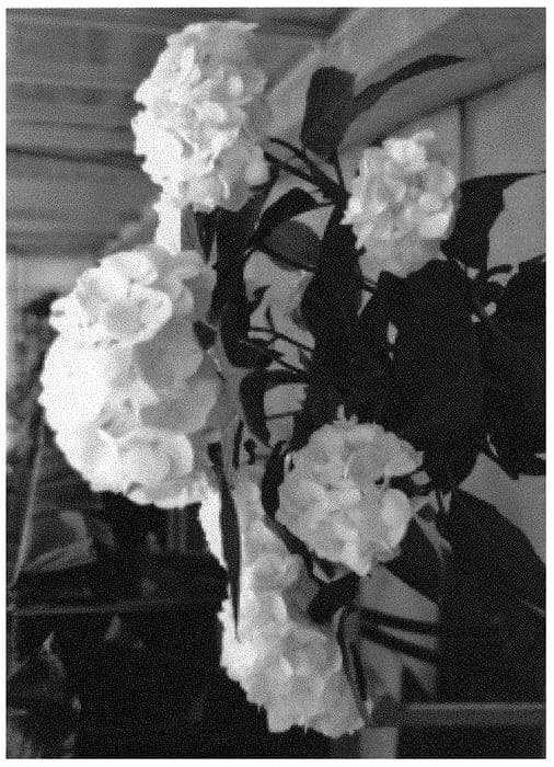 Figure 1 of US plant patent PP32240, the photograph of H218923 printed in the patent.