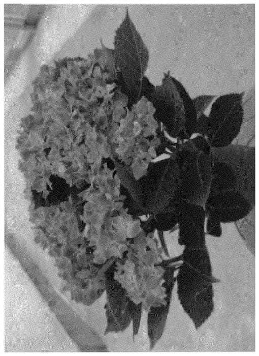 Figure 1 of US plant patent PP32241, the photograph of H218913 printed in the patent.