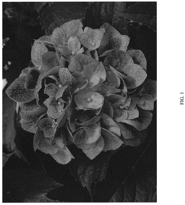 Figure 1 of US plant patent PP32242, the photograph of COF-HM2 printed in the patent.