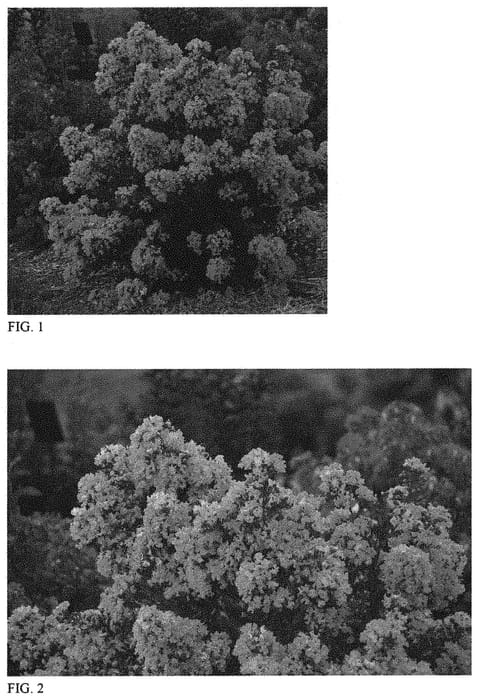 Figure 1 of US plant patent PP32243, the photograph of Perky Pink printed in the patent.