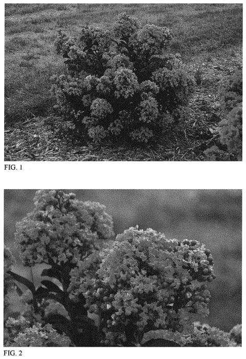 Figure 1 of US plant patent PP32244, the photograph of Peppermint Mocha printed in the patent.