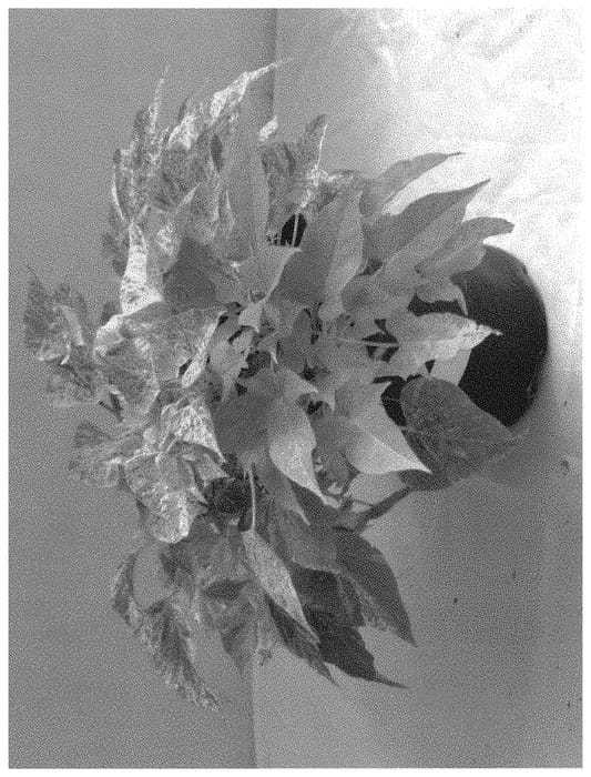 Figure 1 of US plant patent PP32245, the photograph of ISGGS10-0 printed in the patent.