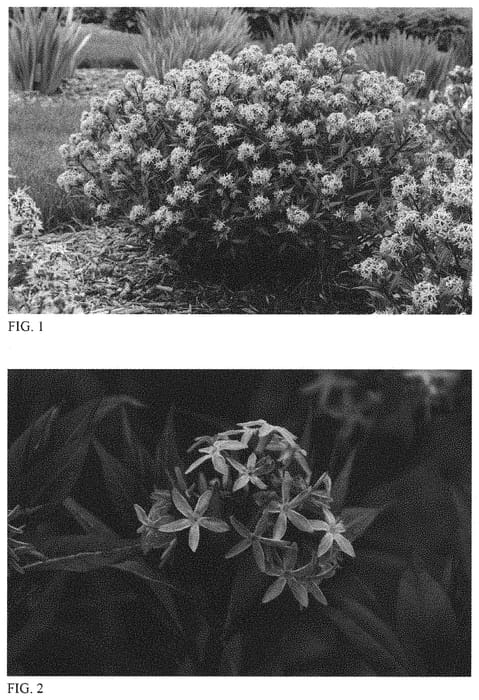 Figure 1 of US plant patent PP32246, the photograph of Starstruck printed in the patent.