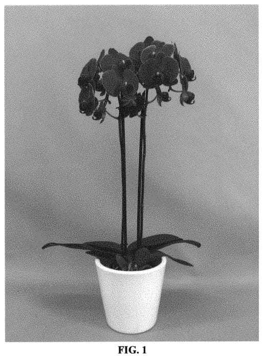 Figure 1 of US plant patent PP32247, the photograph of PHALGOCO printed in the patent.