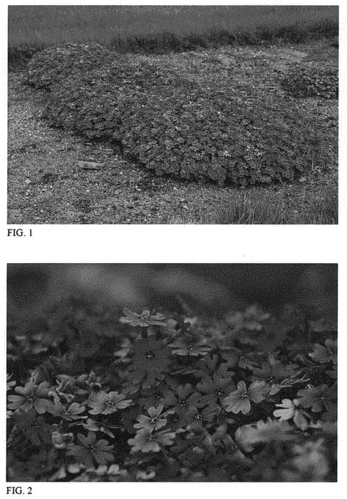 Figure 1 of US plant patent PP32248, the photograph of Rocky Road Grape printed in the patent.