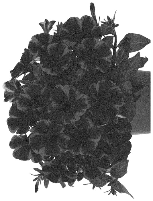 Figure 1 of US plant patent PP32249, the photograph of Dopetsweefiflas printed in the patent.