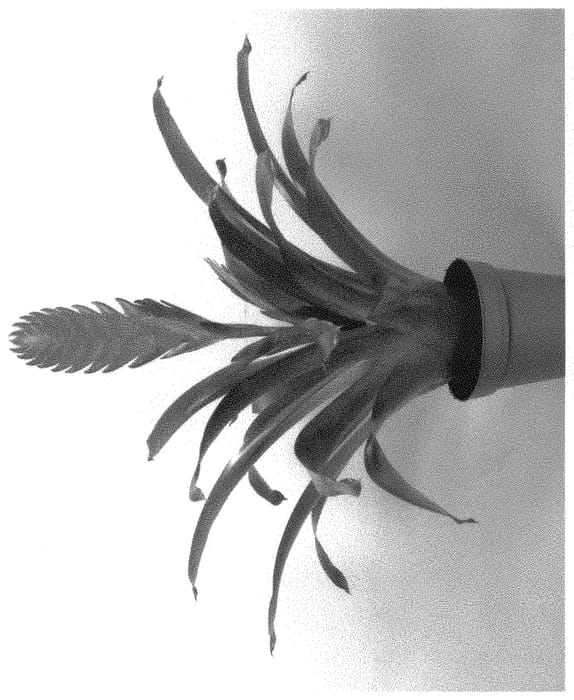 Figure 1 of US plant patent PP32250, the photograph of SHADE printed in the patent.