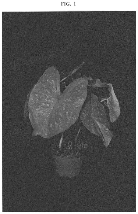 Figure 1 of US plant patent PP32251, the photograph of Burst My Bubble printed in the patent.