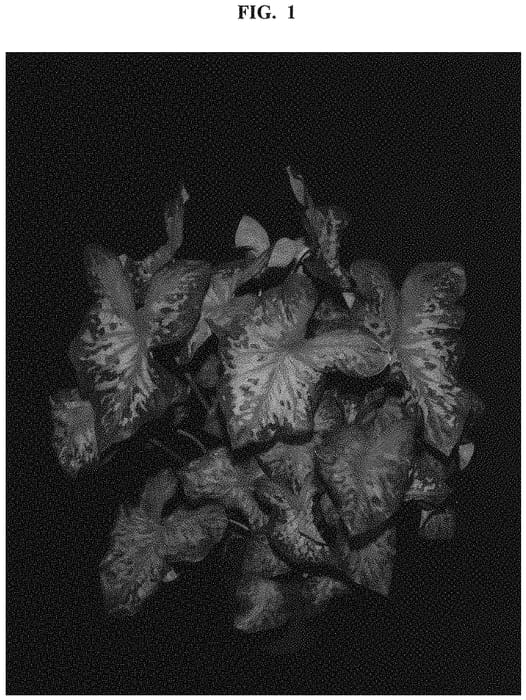Figure 1 of US plant patent PP32252, the photograph of Clowning Around printed in the patent.