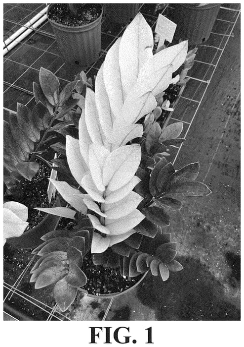 Figure 1 of US plant patent PP32253, the photograph of Chameleon printed in the patent.