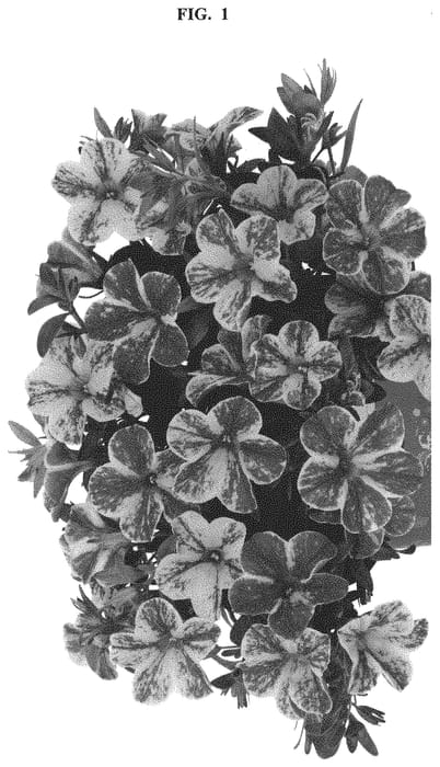Figure 1 of US plant patent PP32254, the photograph of Docalalnatropic printed in the patent.