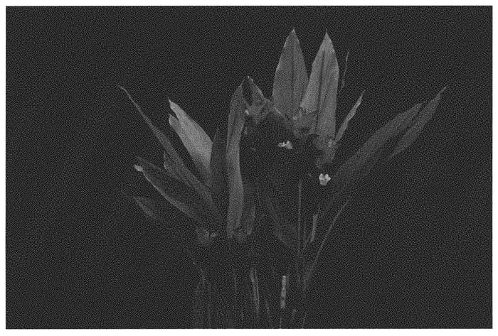 Figure 1 of US plant patent PP32255, the photograph of CPH Magenta printed in the patent.