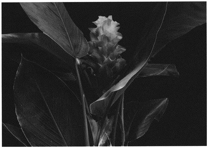 Figure 1 of US plant patent PP32256, the photograph of CPH Coral printed in the patent.