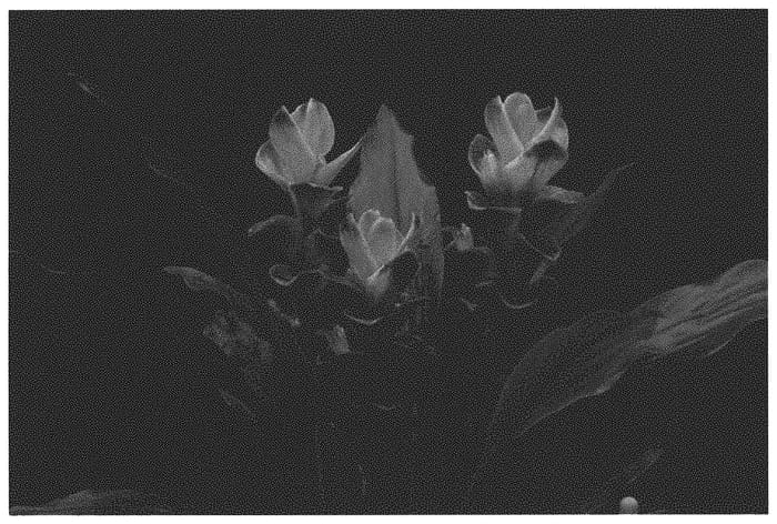 Figure 1 of US plant patent PP32257, the photograph of Pink Neon printed in the patent.