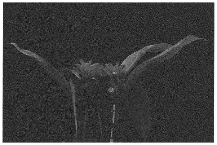 Figure 1 of US plant patent PP32258, the photograph of Apollo printed in the patent.