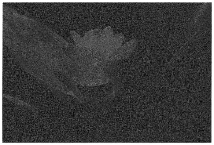 Figure 1 of US plant patent PP32259, the photograph of Pink Magic printed in the patent.