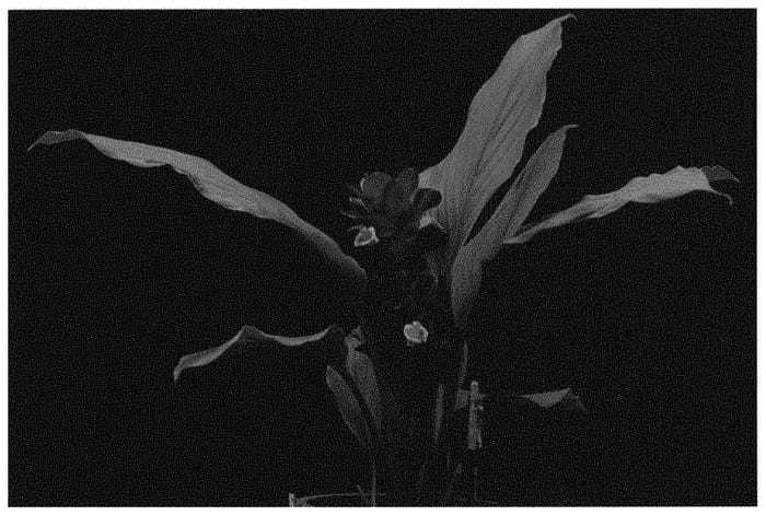 Figure 1 of US plant patent PP32260, the photograph of Maroon Heart printed in the patent.