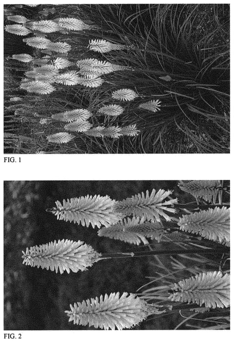 Figure 1 of US plant patent PP32261, the photograph of Lady Luck printed in the patent.