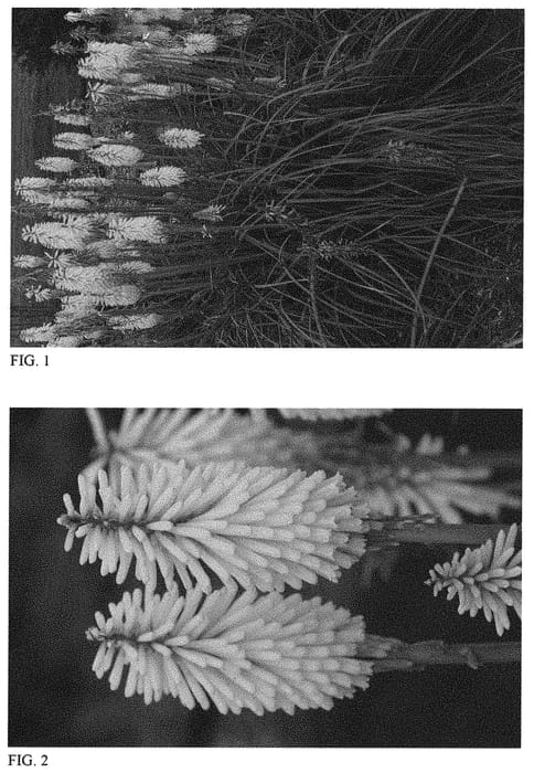 Figure 1 of US plant patent PP32262, the photograph of Gold Rush printed in the patent.