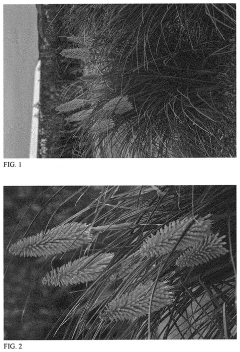 Figure 1 of US plant patent PP32263, the photograph of Joker's Wild printed in the patent.