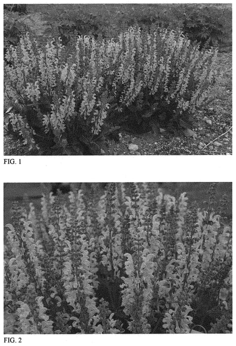 Figure 1 of US plant patent PP32264, the photograph of Vanity Flair printed in the patent.