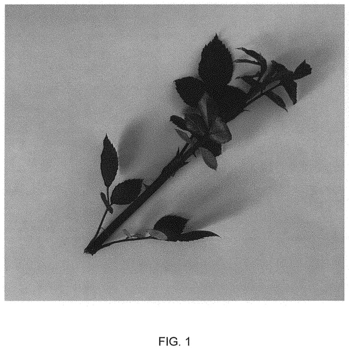 Figure 1 of US plant patent PP32265, the photograph of DELFLOBLA printed in the patent.