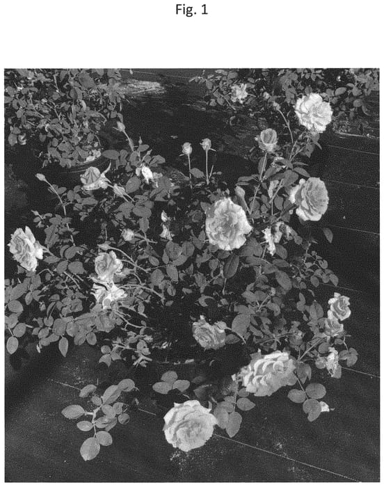 Figure 1 of US plant patent PP32266, the photograph of PNKTER printed in the patent.