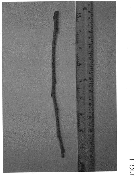 Figure 1 of US plant patent PP32267, the photograph of DrisBlueTwentyOne printed in the patent.