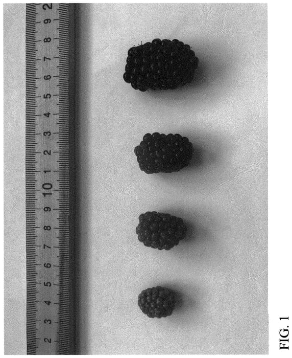 Figure 1 of US plant patent PP32268, the photograph of DrisBlackTwentyOne printed in the patent.