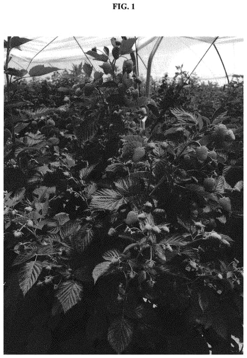 Figure 1 of US plant patent PP32269, the photograph of NOBILITY printed in the patent.