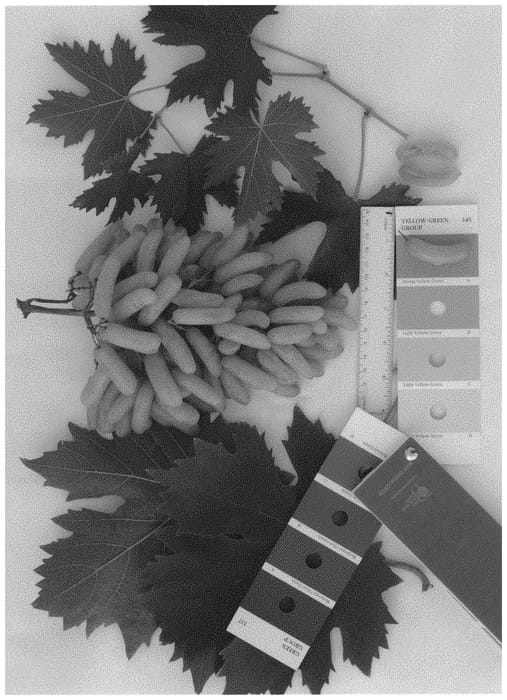 Figure 1 of US plant patent PP32270, the photograph of IFG Thirty-nine printed in the patent.