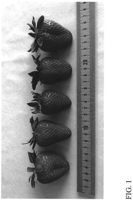 Figure 1 of US plant patent PP32271, the photograph of DrisStrawSeventySeven printed in the patent.