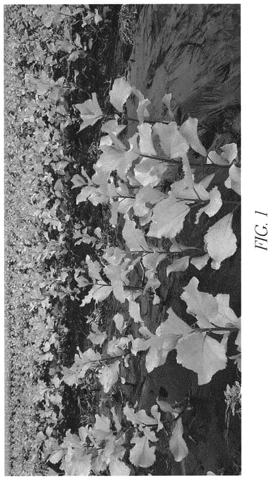 Figure 1 of US plant patent PP32272, the photograph of Gold Poplar printed in the patent.