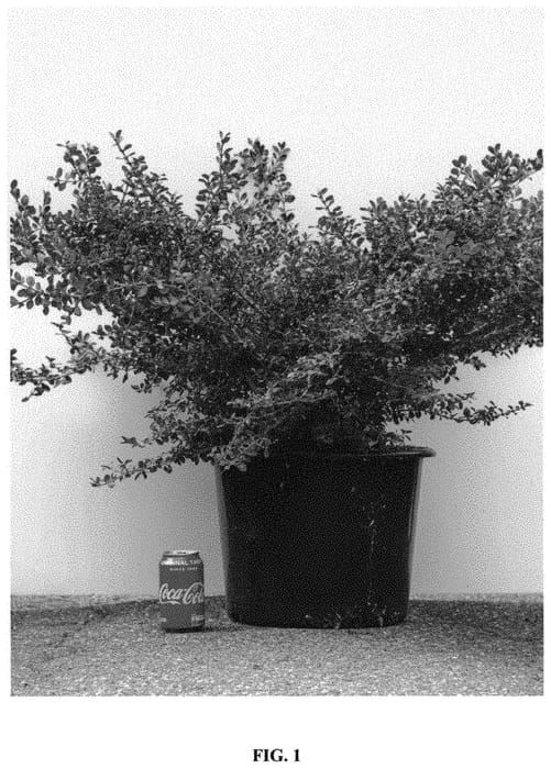 Figure 1 of US plant patent PP32273, the photograph of HER2010B04 printed in the patent.