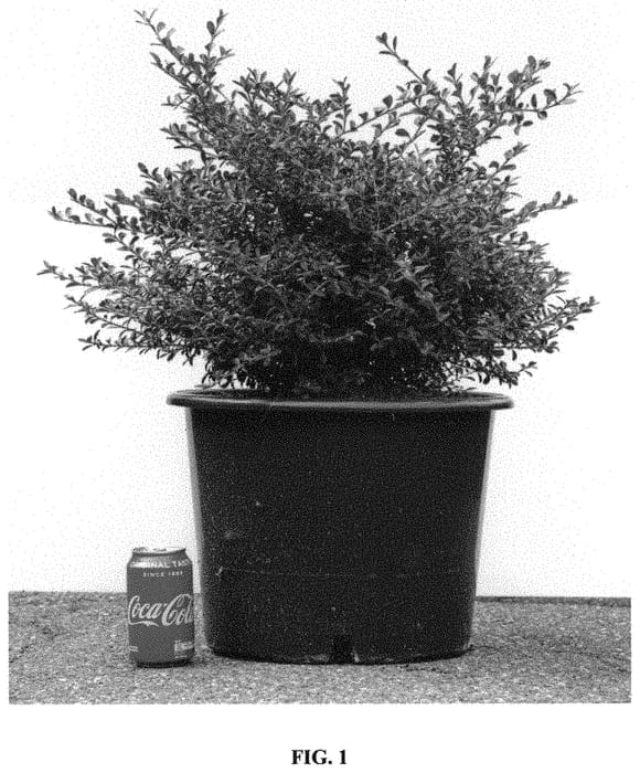 Figure 1 of US plant patent PP32274, the photograph of HER2009B01 printed in the patent.