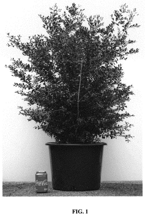 Figure 1 of US plant patent PP32275, the photograph of HER2009B03 printed in the patent.