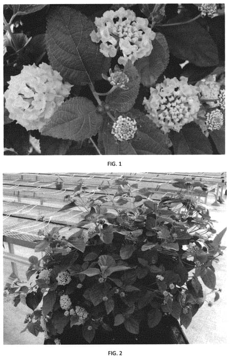 Figure 1 of US plant patent PP32276, the photograph of LANZ0029 printed in the patent.
